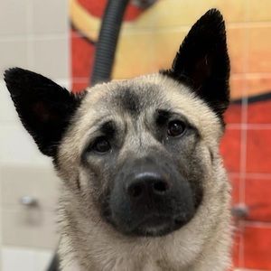 Meet your Posher, Xiaoxiao